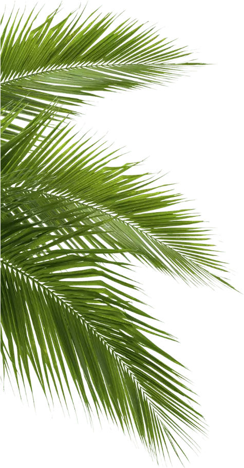 image feuille de palmier